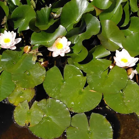 La Metairie De Lamourade, Nature Dom wakacyjny *