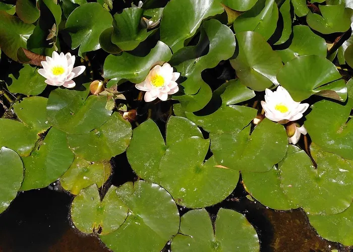 La Métairie De Lamourade, Nature Hébergement de vacances *
